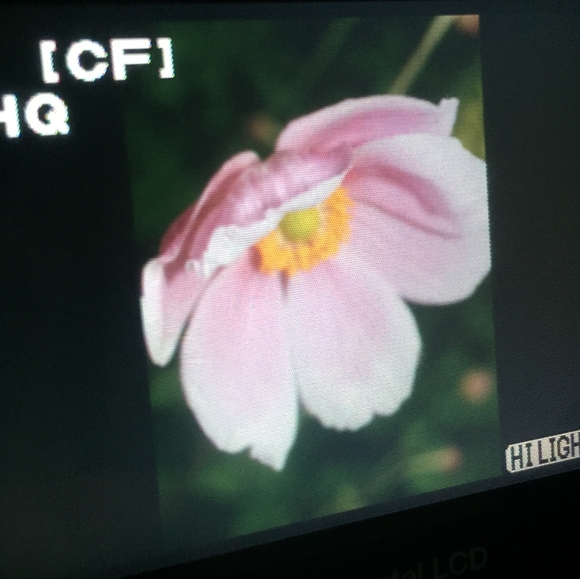 Meet your Posher, Kitty - Picture 1 of 1